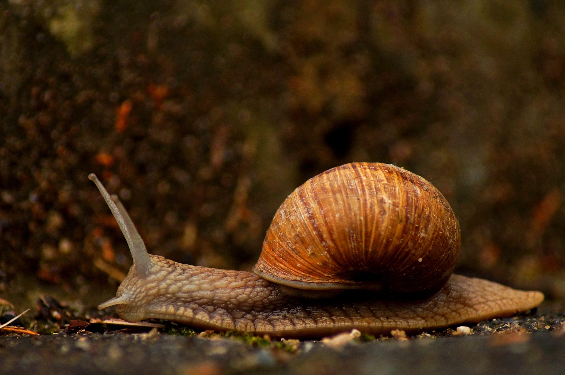 Slowsapiens